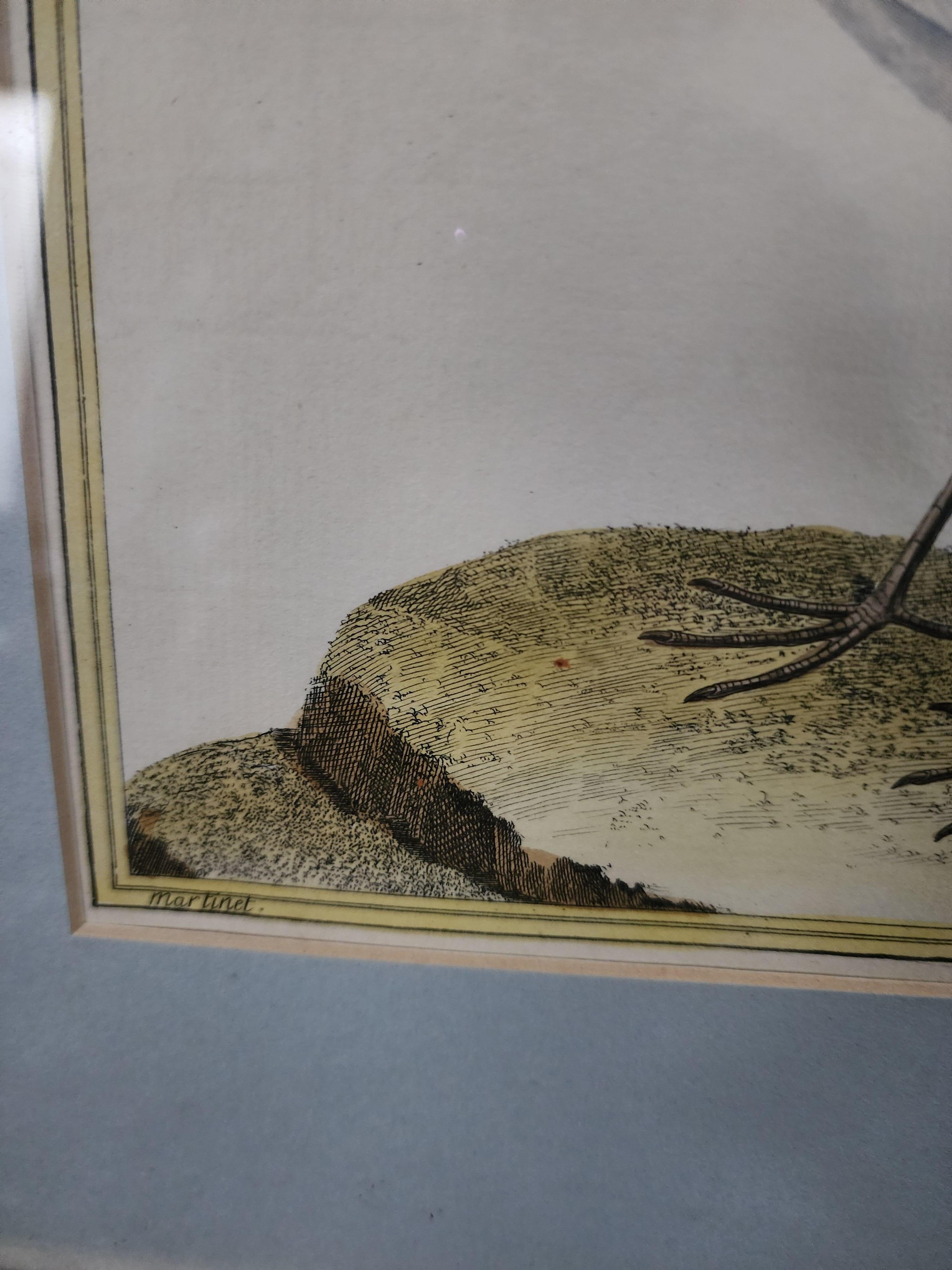Oiseau de rivage - Réalisme Print par Francois Nicolas Martinet