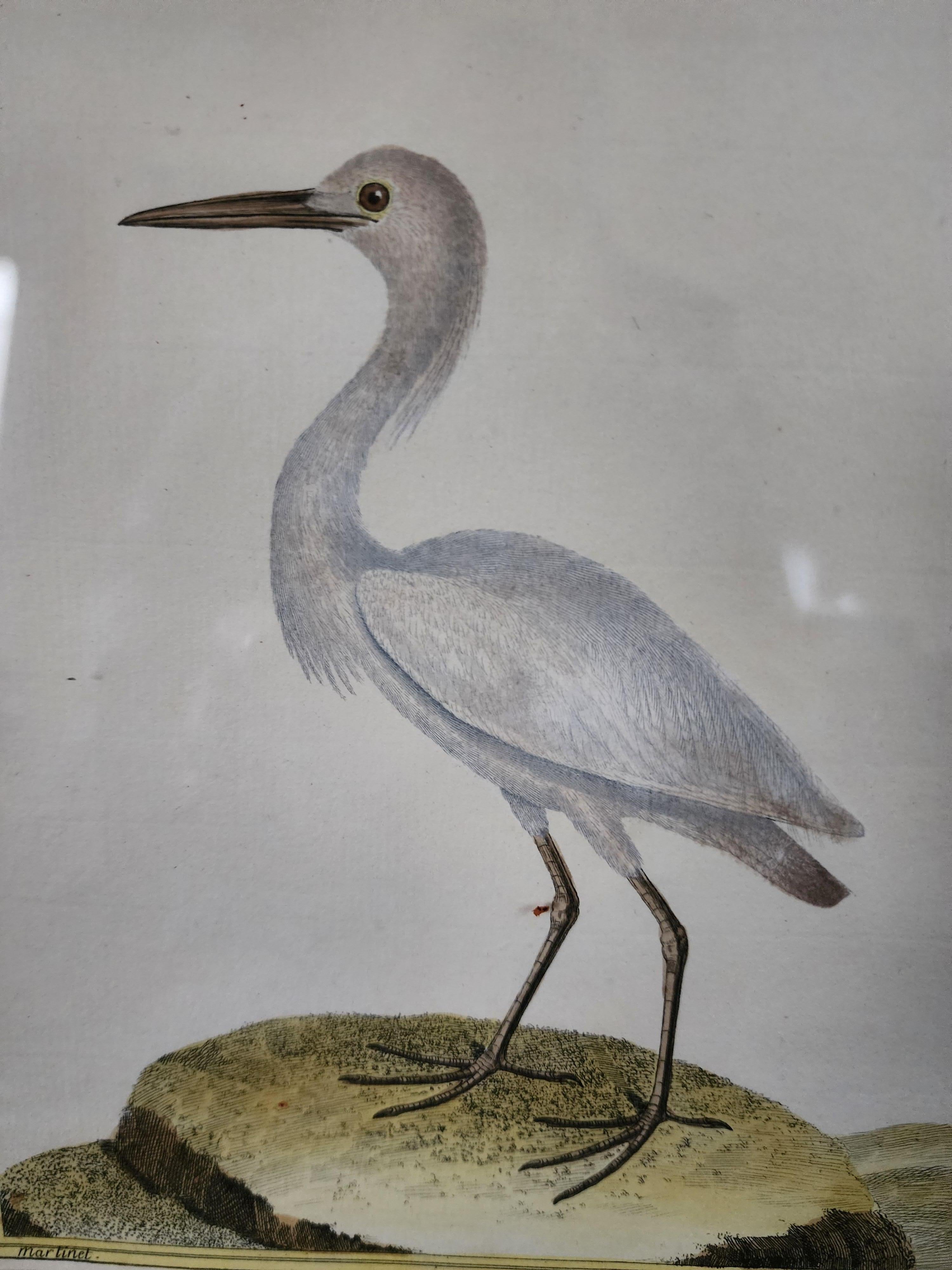 Hand colored Martinet shore bird engraving on laid paper.
Wonderful condition with frame.
Framed dimensions 14 25 x 12.5 in.