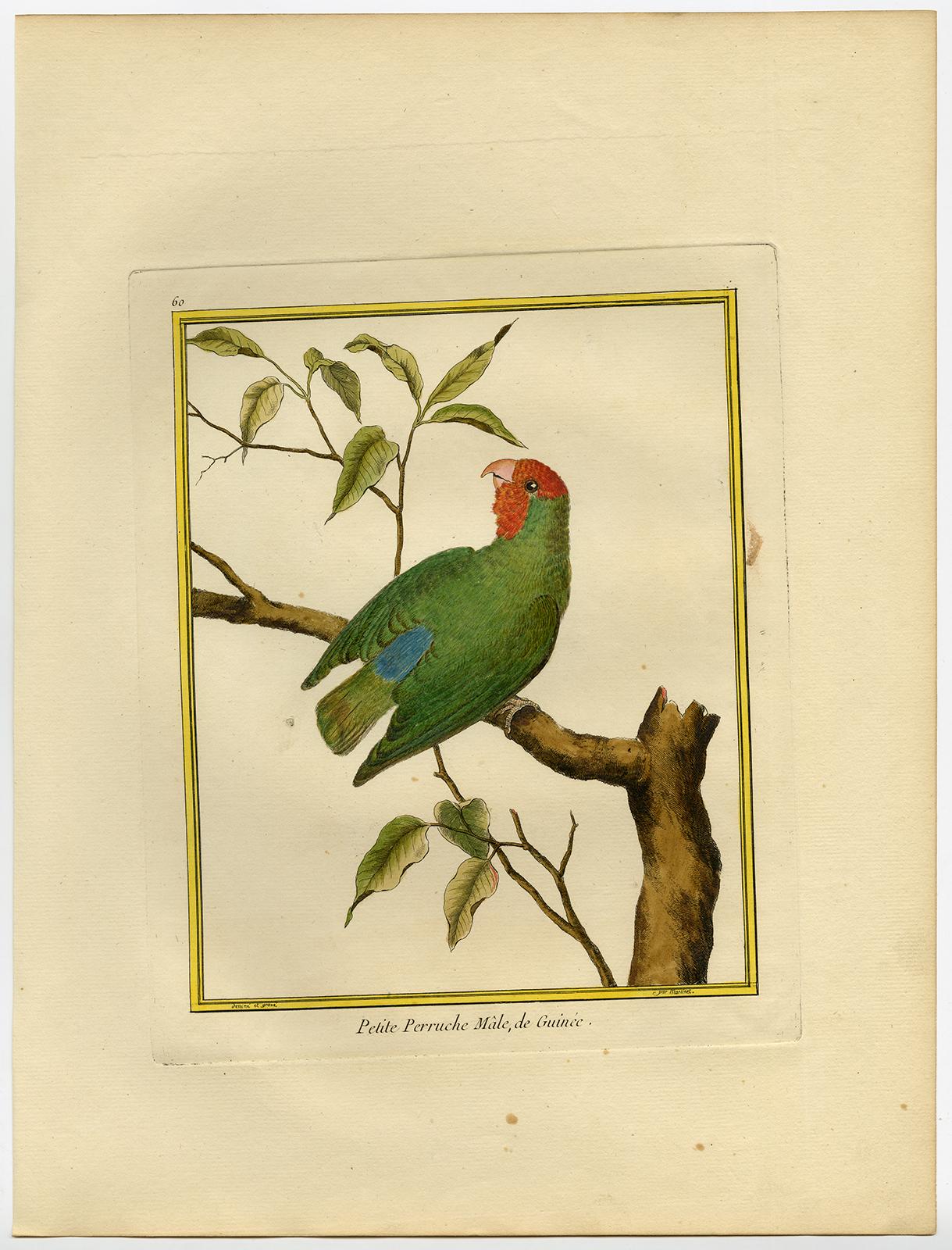 Small Parakeet from Guinea by Martinet - Handcoloured engraving - 18th century - Print by Francois Nicolas Martinet
