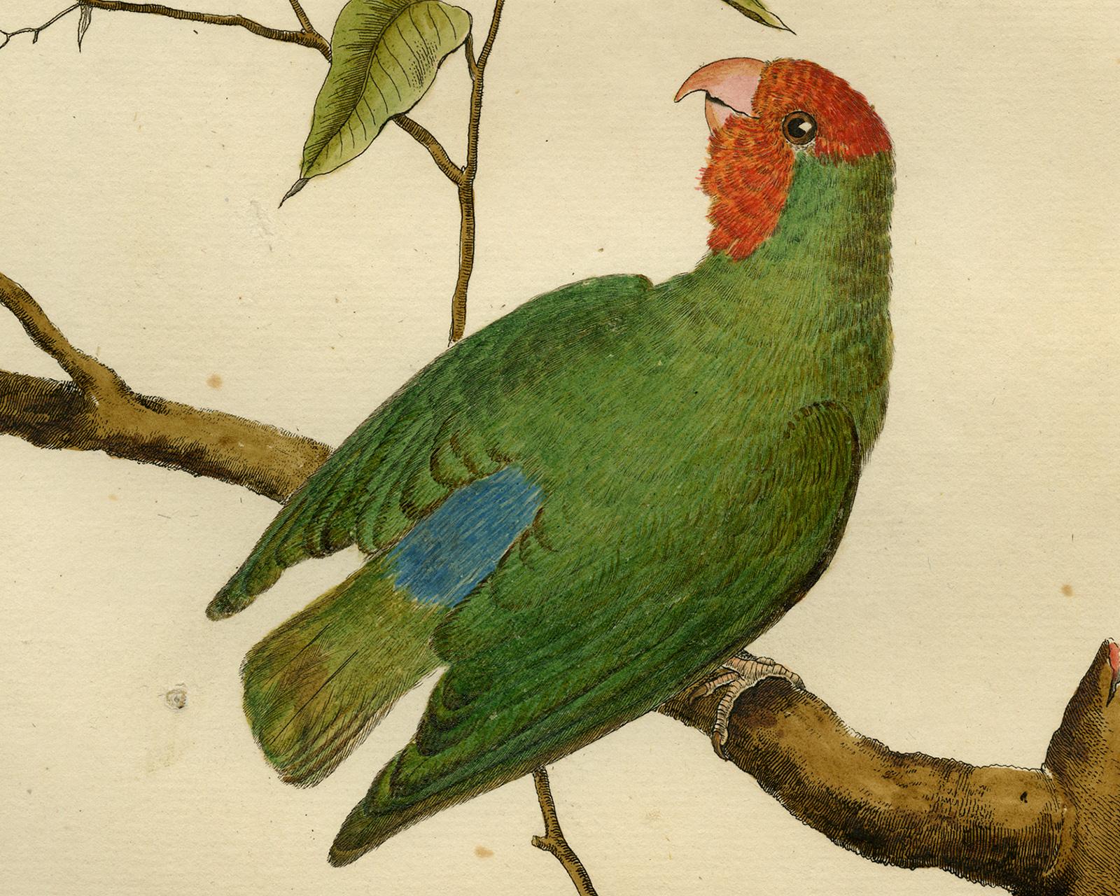 Small Parakeet from Guinea by Martinet - Handcoloured engraving - 18th century - Old Masters Print by Francois Nicolas Martinet