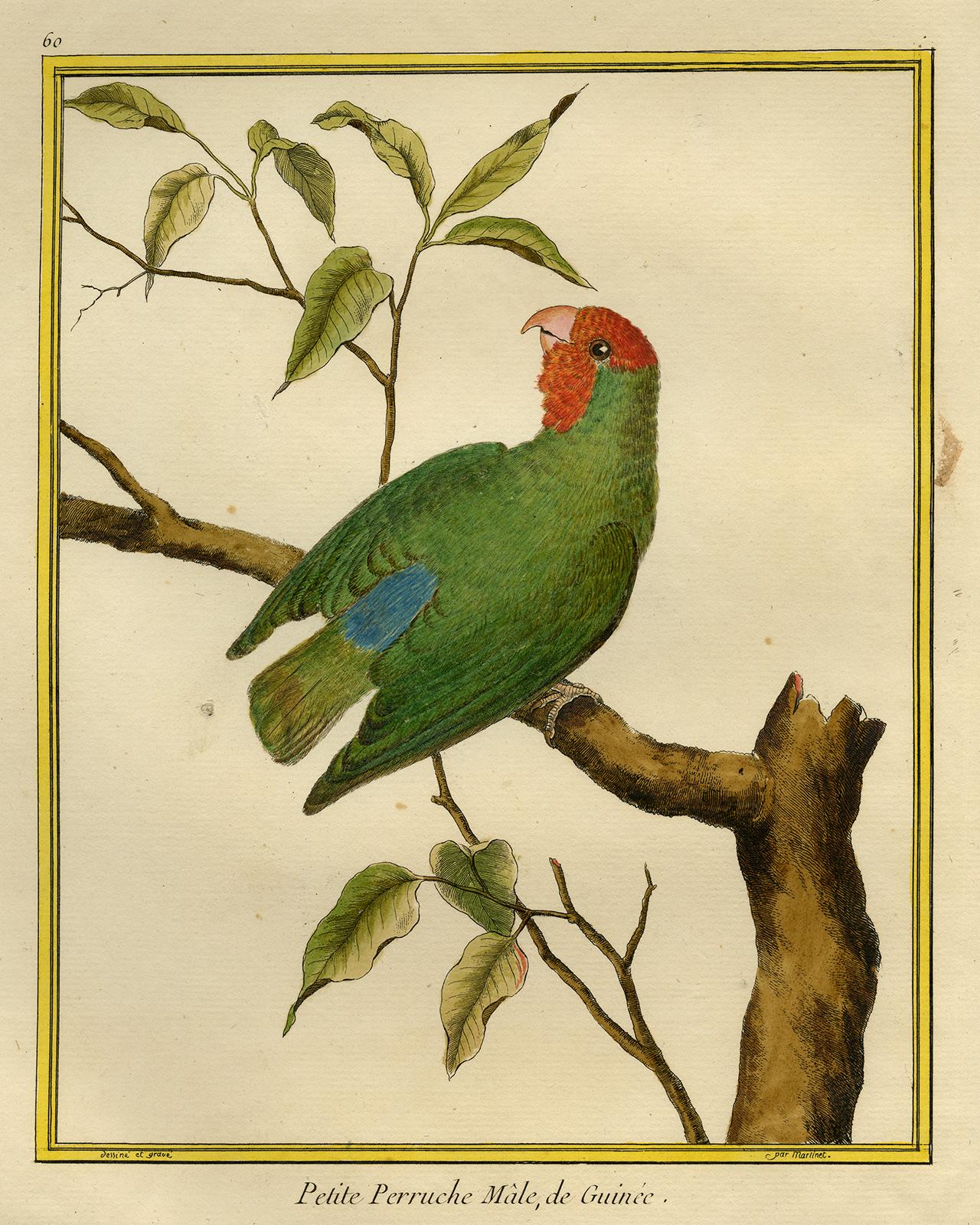 Francois Nicolas Martinet Animal Print - Small Parakeet from Guinea by Martinet - Handcoloured engraving - 18th century