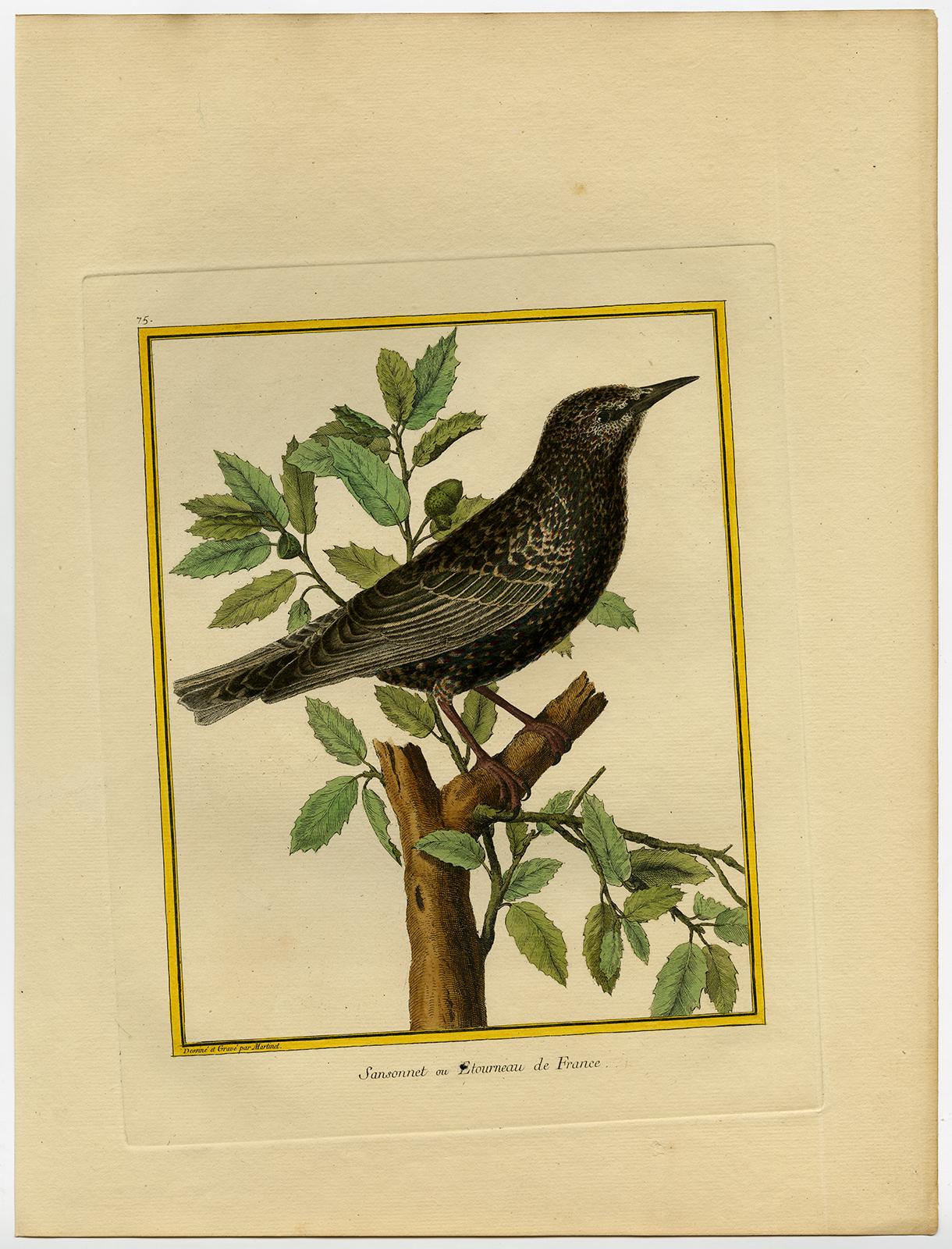 Starling by Martinet - Handcoloured engraving - 18th century - Print by Francois Nicolas Martinet