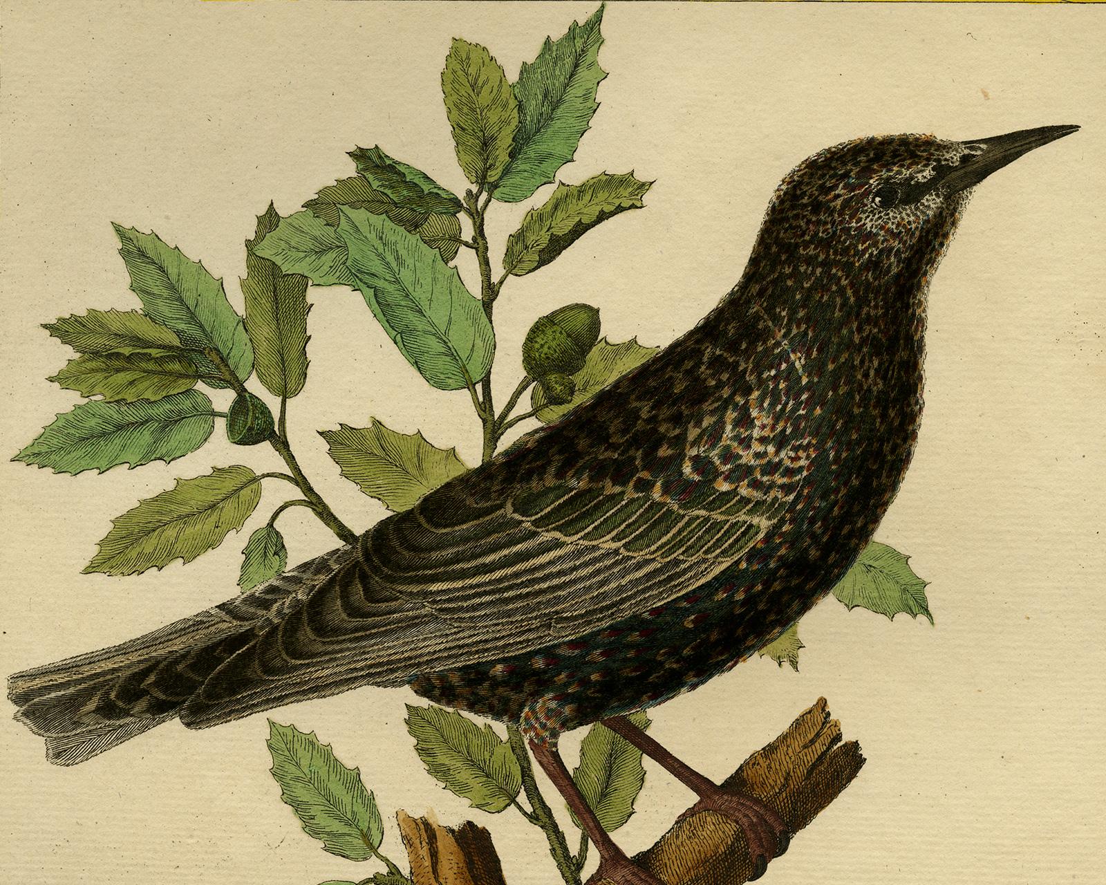 Starling by Martinet - Handcoloured engraving - 18th century - Old Masters Print by Francois Nicolas Martinet