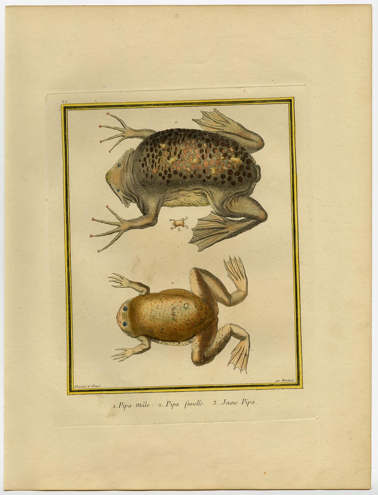 Suriname Toad male, female and young by Martinet - Handcol. engraving - 18th c. - Print by Francois Nicolas Martinet