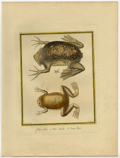 Suriname Toad male, female and young by Martinet - Handcol. engraving - 18th c.