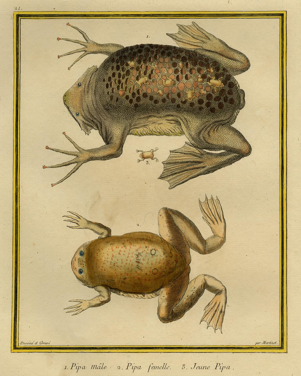 Francois Nicolas Martinet Animal Print - Suriname Toad male, female and young by Martinet - Handcol. engraving - 18th c.