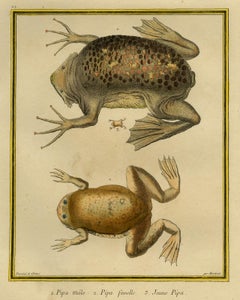 Suriname Toad male, female and young by Martinet - Handcol. engraving - 18th c.