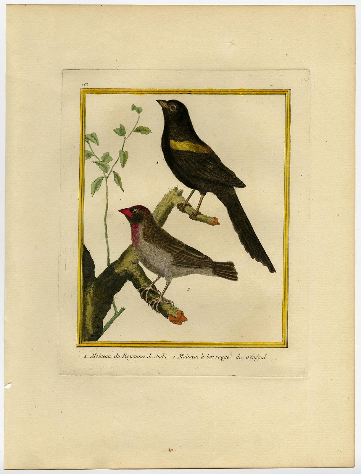 Thrushes of Juda and Senegal by Martinet - Handcoloured engraving - 18th century - Print by Francois Nicolas Martinet