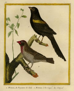 Thrushes of Juda and Senegal by Martinet - Handcoloured engraving - 18th century