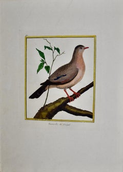 Turtledove: Eine handkolorierte Vogelgravur aus dem 18. Jahrhundert von Martinet