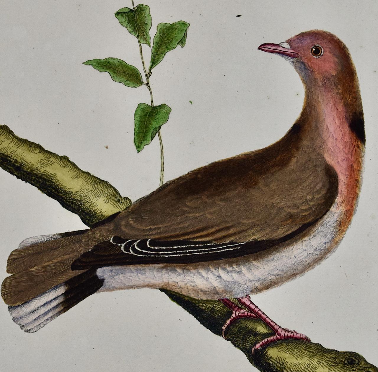 Turtledove du Senegal : une gravure d'oiseau du 18e siècle colorée à la main par Martinet - Print de Francois Nicolas Martinet