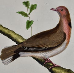 Turtledove of Senegal: An 18th Century Hand-colored Bird Engraving by Martinet