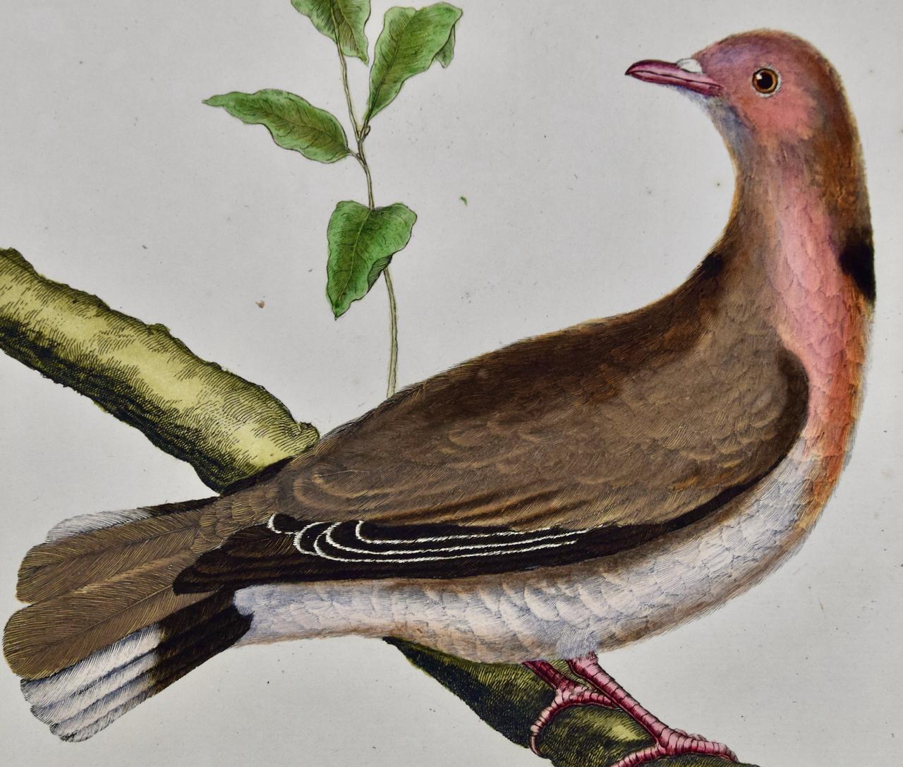 Turtledove du Senegal : une gravure d'oiseau du 18e siècle colorée à la main par Martinet - Naturalisme Print par Francois Nicolas Martinet