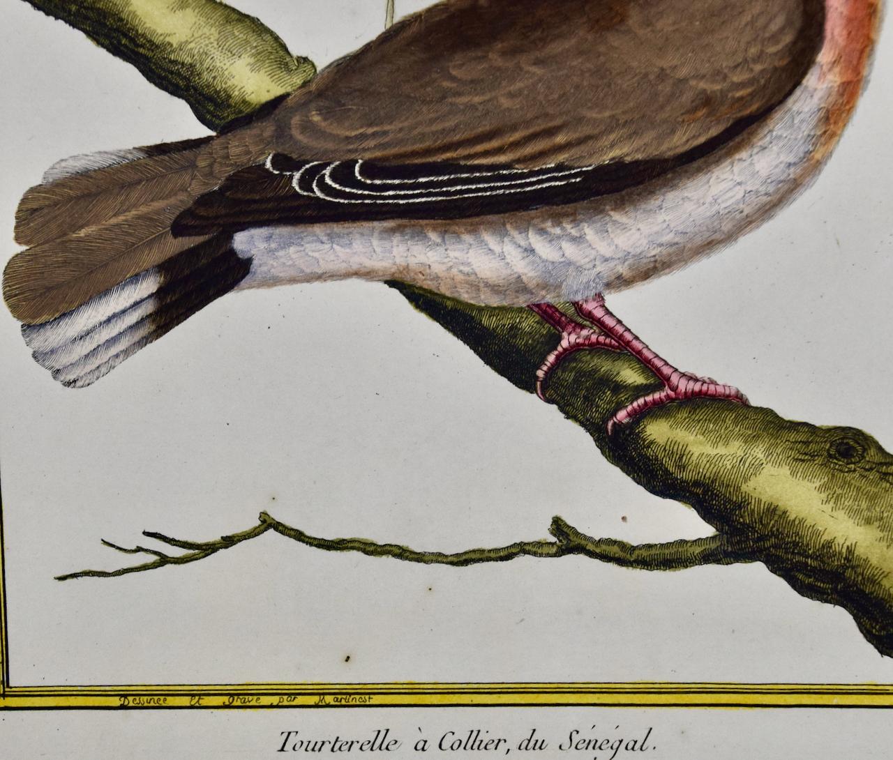 Turtledove du Senegal : une gravure d'oiseau du 18e siècle colorée à la main par Martinet - Gris Landscape Print par Francois Nicolas Martinet