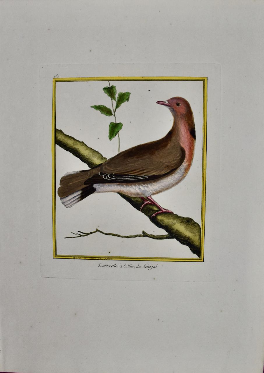 Landscape Print Francois Nicolas Martinet - Turtledove du Senegal : une gravure d'oiseau du 18e siècle colorée à la main par Martinet
