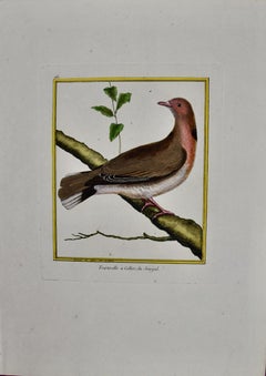 Turtledove du Senegal : une gravure d'oiseau du 18e siècle colorée à la main par Martinet