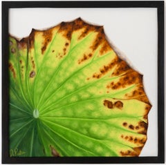 Loto 68: Pintura de bodegón fotorrealista de una hoja de loto verde sobre gris
