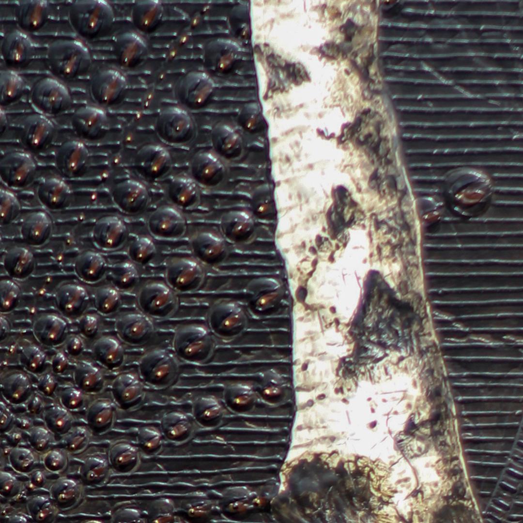Birches V : peinture minimaliste représentant des branches d'arbre de bouleau sur une surface métallique foncée en vente 1