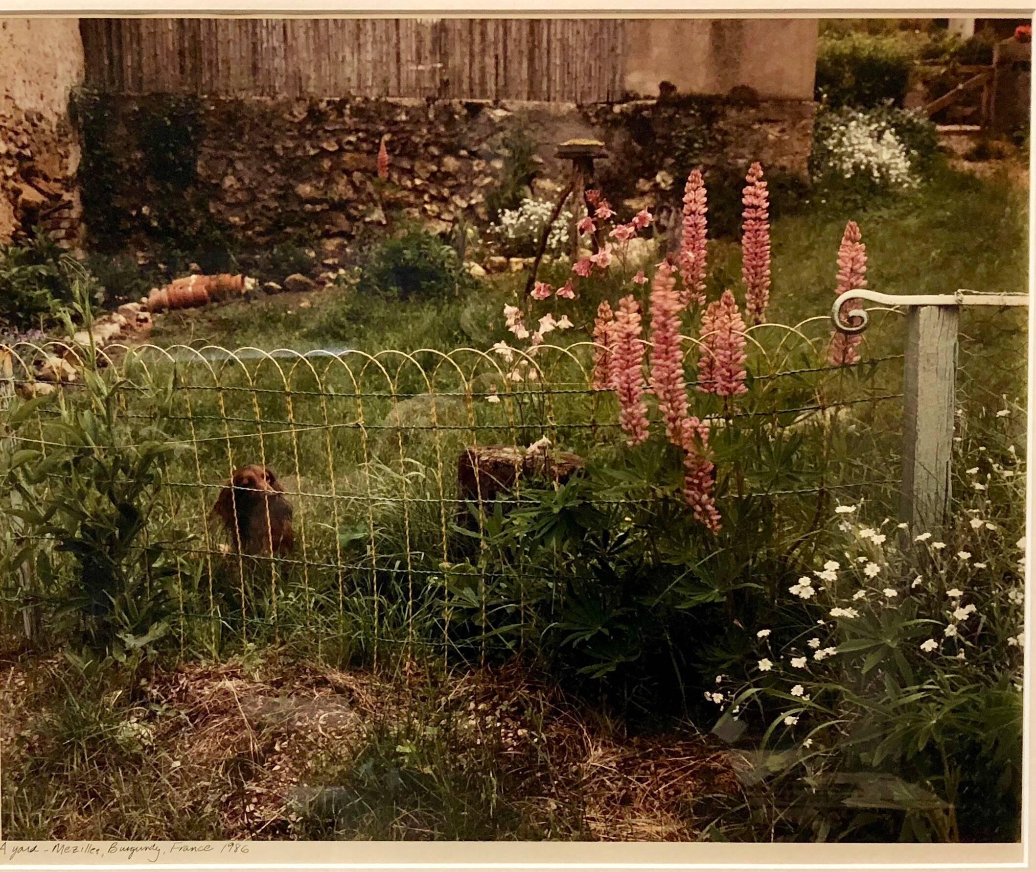 Frank Gohlke Landscape Photograph - A Yard, Mezilles Burgundy France. Field Of Flowers 1986 Vintage Color Photograph