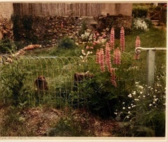 A Yard, Mezilles Burgundy France. Field Of Flowers 1986 Retro Color Photograph