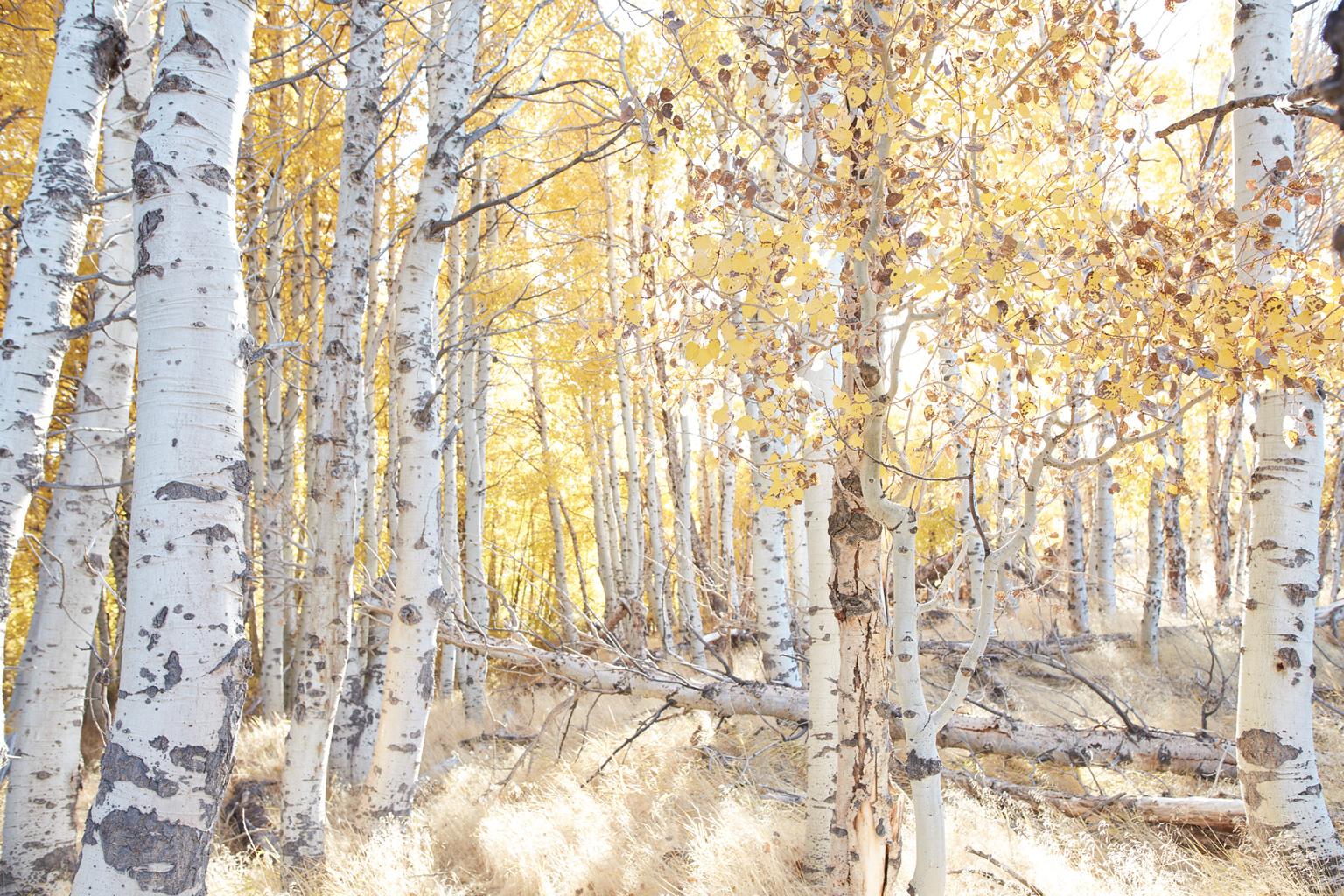 Aspen Study I - large scale photograph of Indian summer autumnal color palette