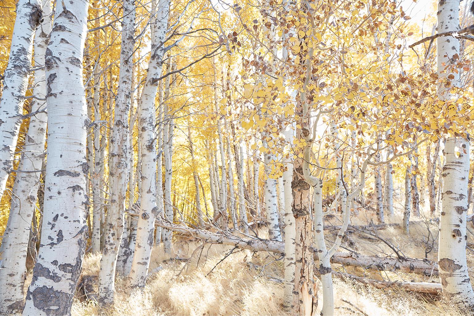 Aspen Study I - large scale photograph of Indian summer autumnal color palette