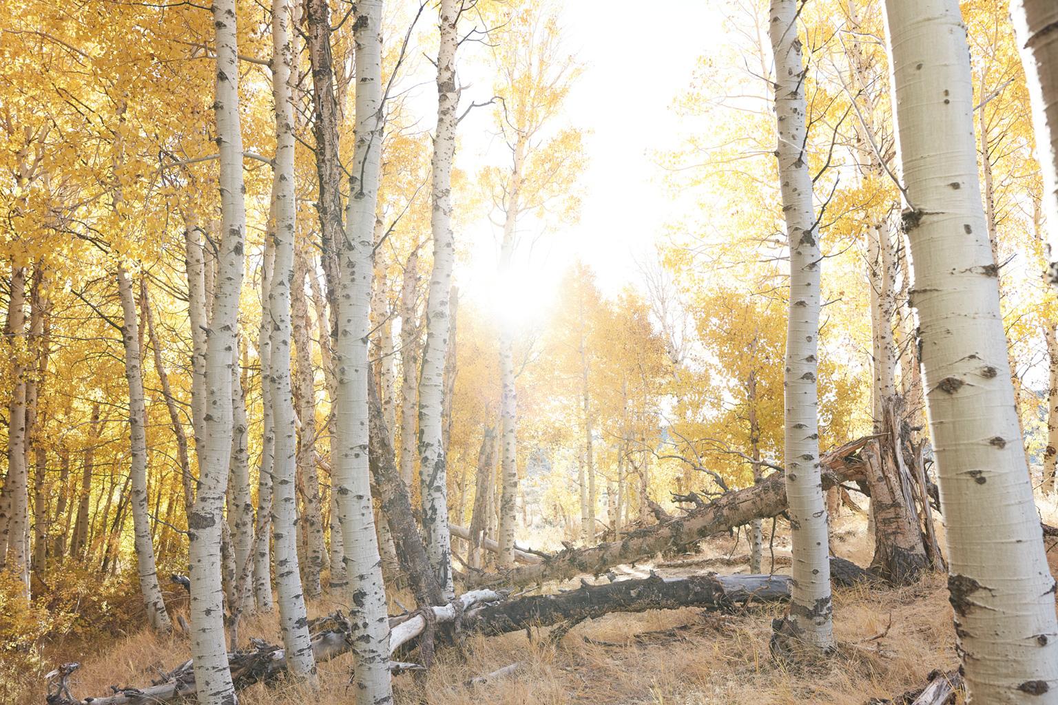 Aspen Study II -  large scale photograph of Indian summer autumnal color palette - Photograph by Frank Schott