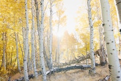 Aspen Study II -  large scale photograph of Indian summer autumnal color palette