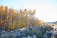 Aspen Study III - large scale photograph of Indian summer autumnal color palette