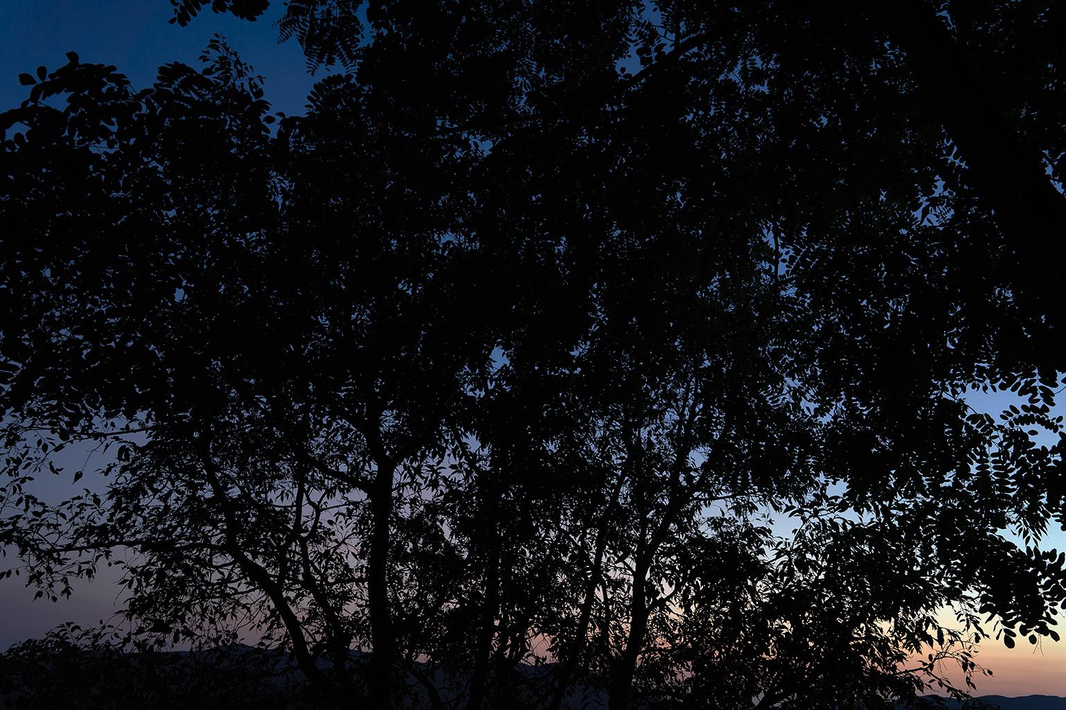 Blue Hour - large format photograph of ethereal foliage against evening sky - Print by Frank Schott