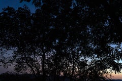 Blue Hour - photographie grand format de feuillage éthéré contre le ciel du soir