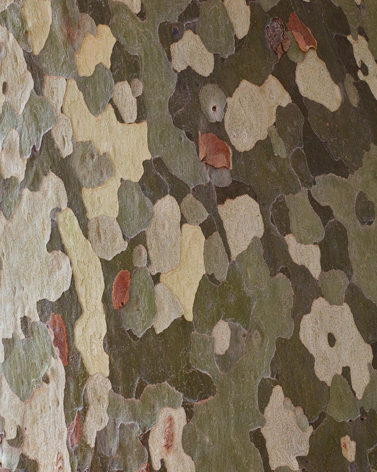 Camouflage I 1