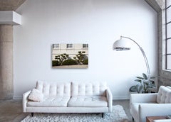 Topiary II - Großformatfotografie von ornamental geformten Seitenstraßenbäumen