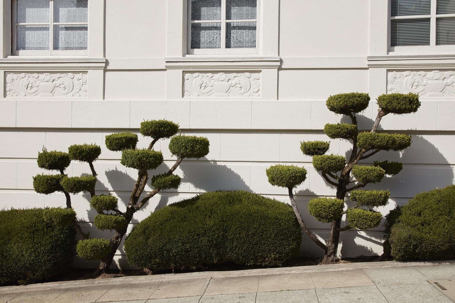 Frank Schott Color Photograph – Topiary II - Großformatfotografie von ornamental geformten Seitenstraßenbäumen