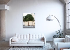 Topiario III - fotografía de gran formato de un árbol con forma ornamental en un entorno urbano