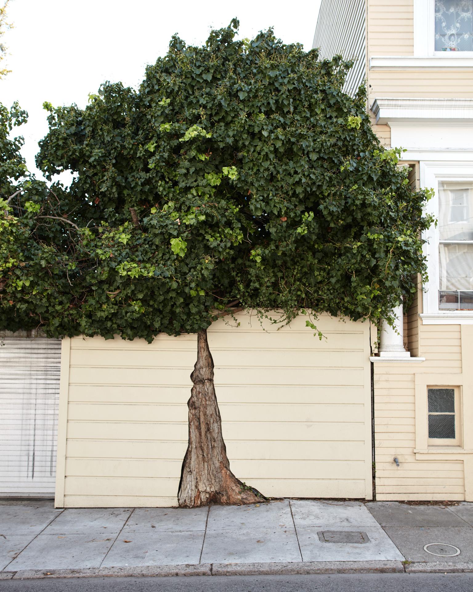 Frank Schott Color Photograph – Topiary III – Großformatfotografie eines ornamental geformten Baumes in urbaner Umgebung