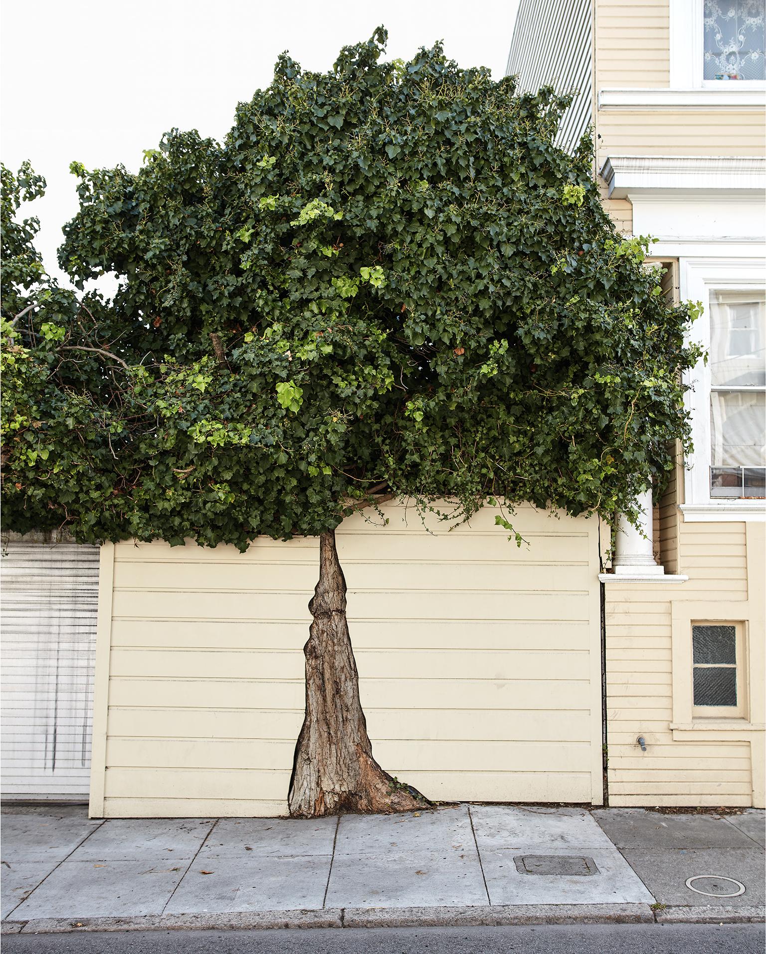 Topiary III - fotografia di grande formato di un albero ornamentale in ambiente urbano - Color Photograph Grigio di Frank Schott