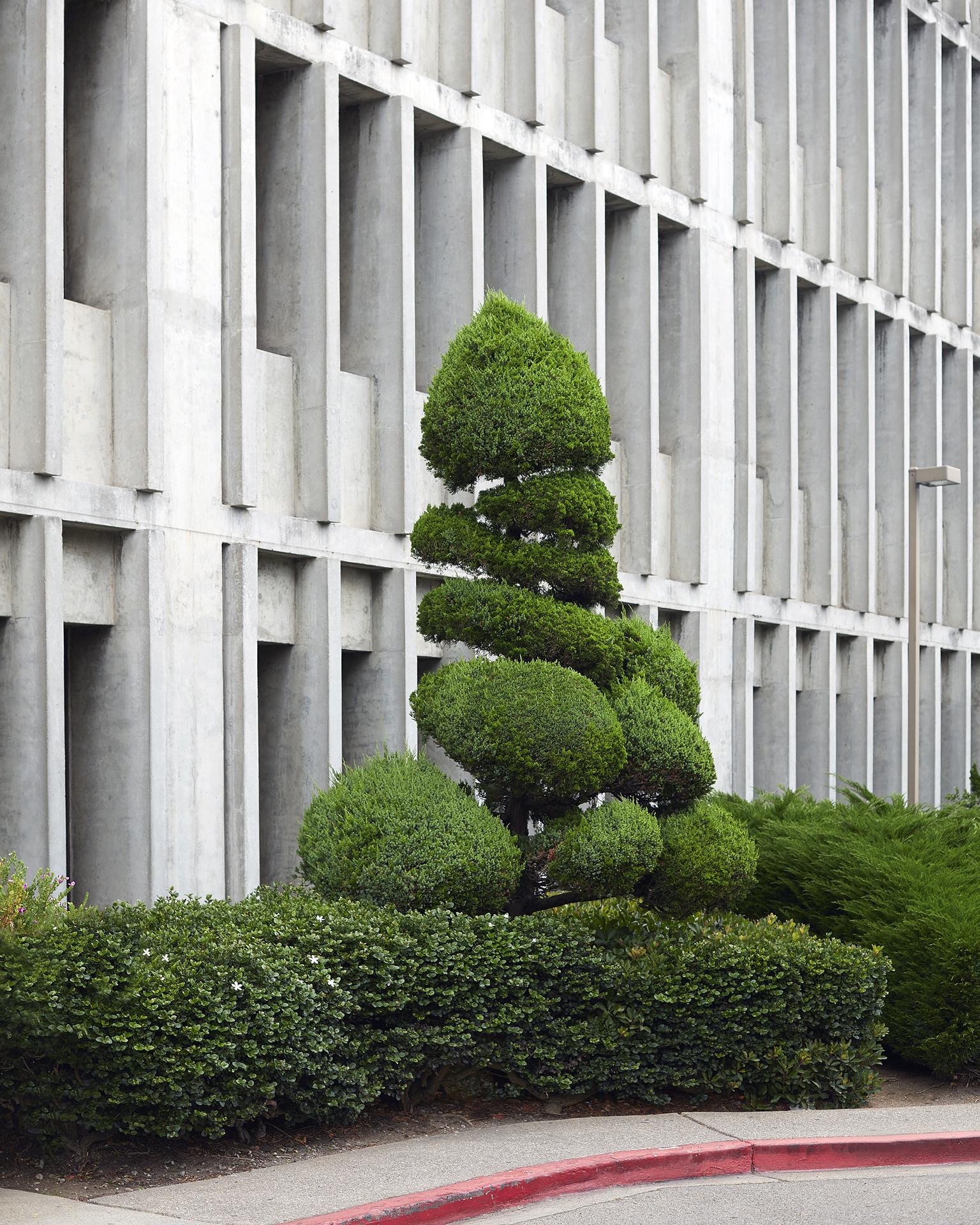 Topiary IV - large format photograph of ornamental shaped tree with architecture
