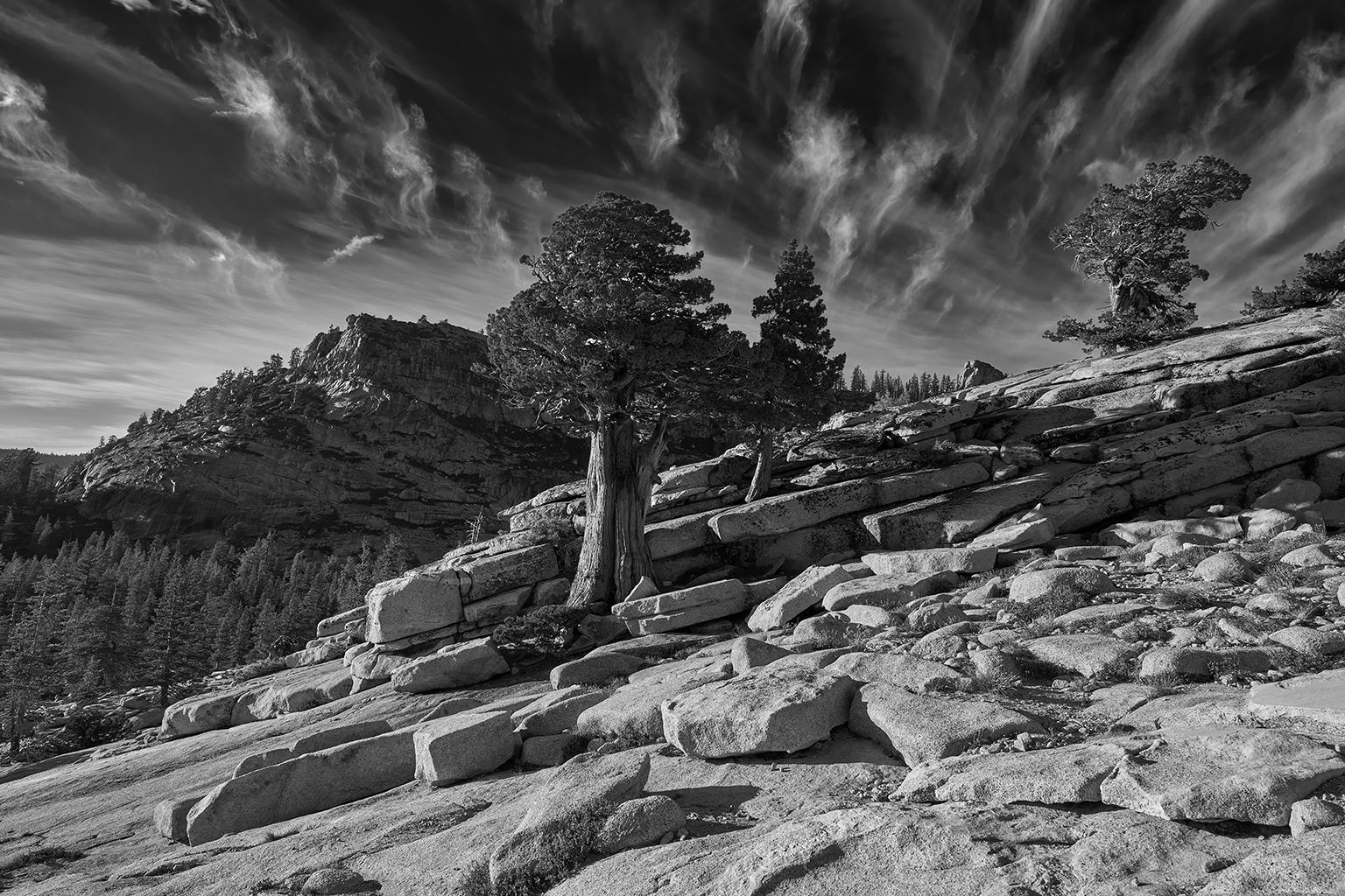 Étude d'arbres I - photographie grand format b/w d'un arbre ancien solitaire dans un paysage