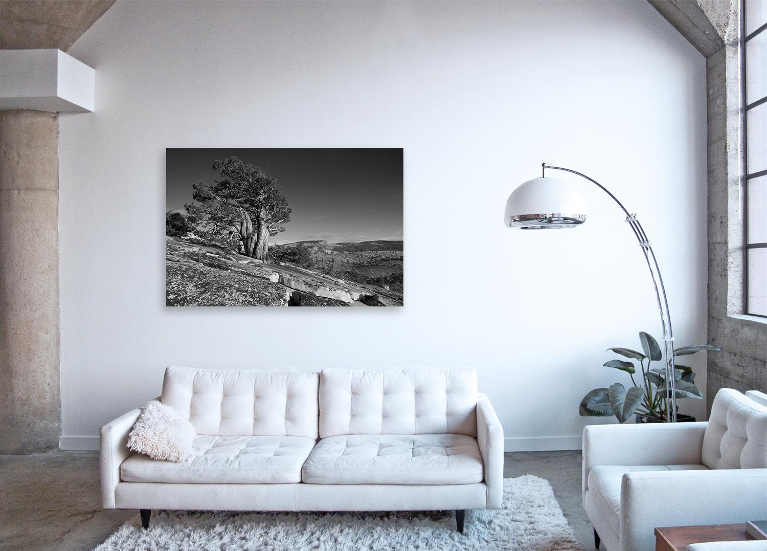 Tree Study II - large scale photograph of dramatic mountain landscape For Sale 1