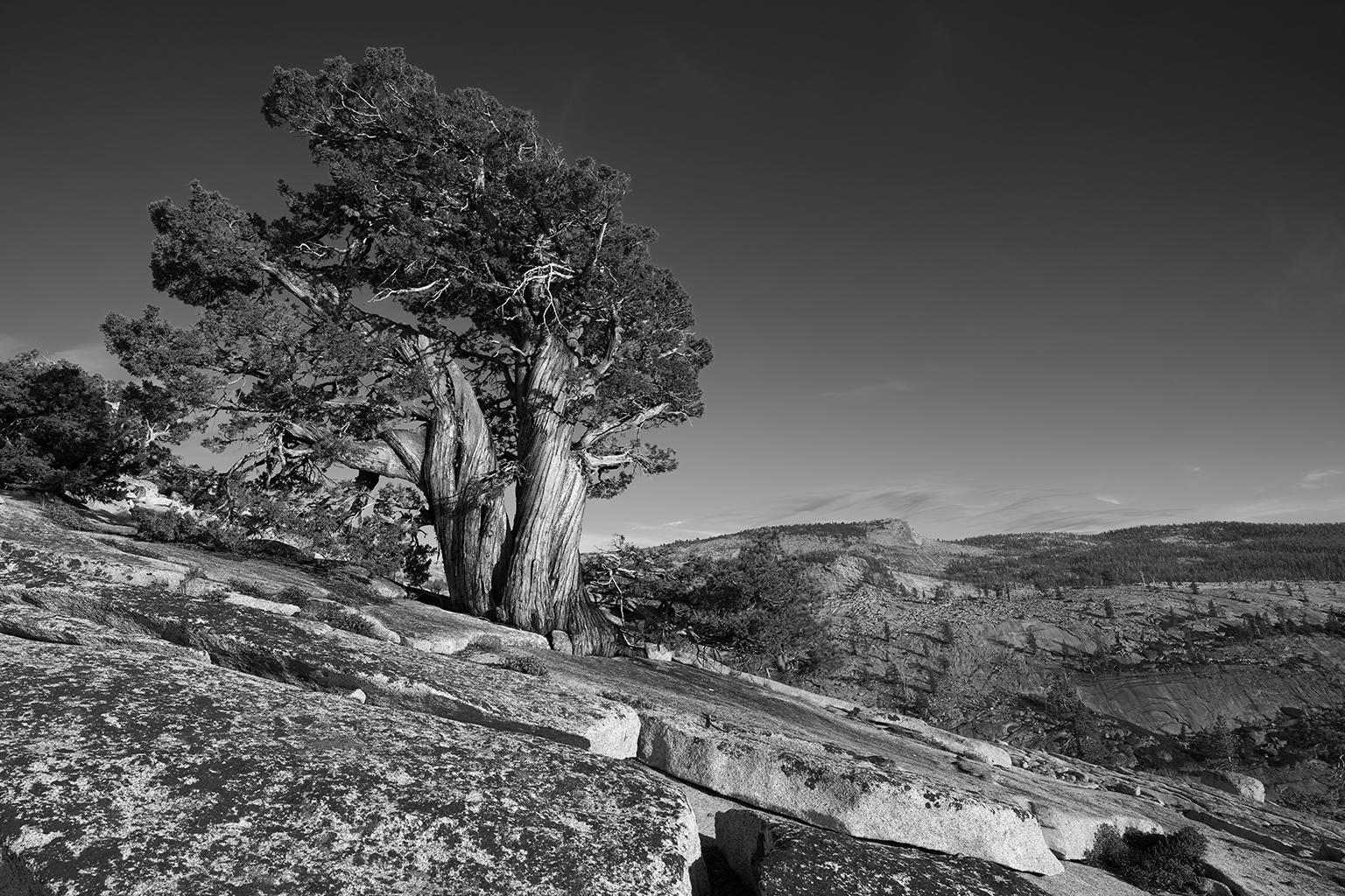 Frank Schott Black and White Photograph – Tree Study II – Großformatige b/w-Fotografie eines einsamen antiken Baumes in Landschaft