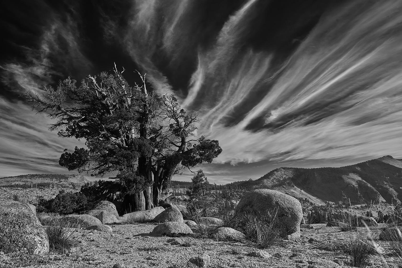 Tree Study III – Großformatige b/w-Fotografie eines einsamen antiken Baumes in Landschaft