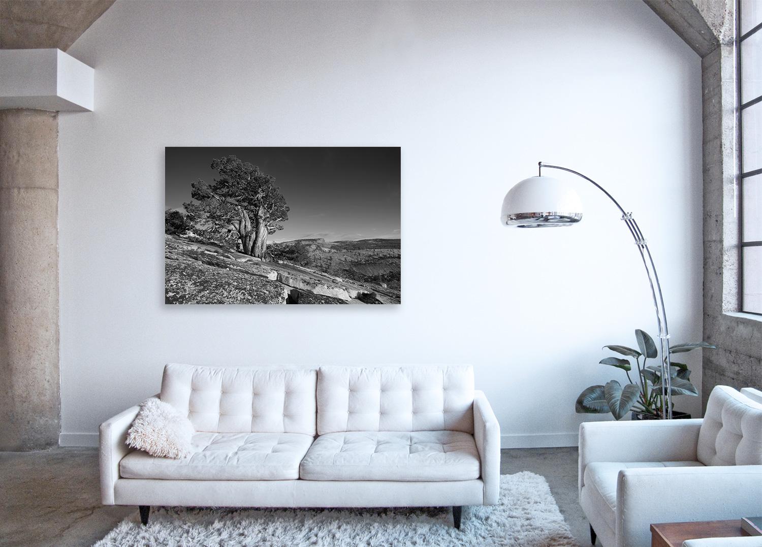 Tree Study IV - large format b/w photograph of lone ancient tree in landscape For Sale 1