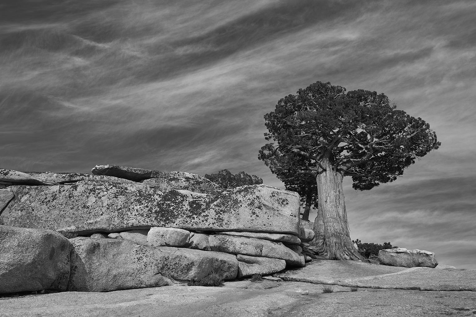 Aus einer Serie großformatiger Schwarz-Weiß-Fotografien, die die uralte Flora und das dramatische Arboretum der weiten Berglandschaften der kalifornischen Sierra Nevada einfangen, eine Hommage an den Fotografiepionier und Naturschützer Ansel