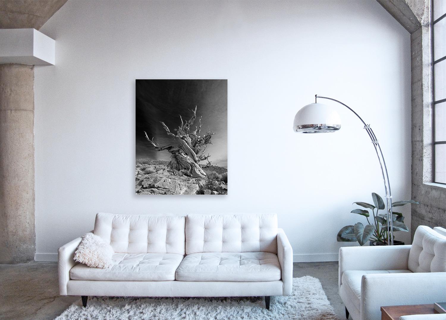 Tree Study V - large format b/w photograph of lone ancient tree in landscape For Sale 1