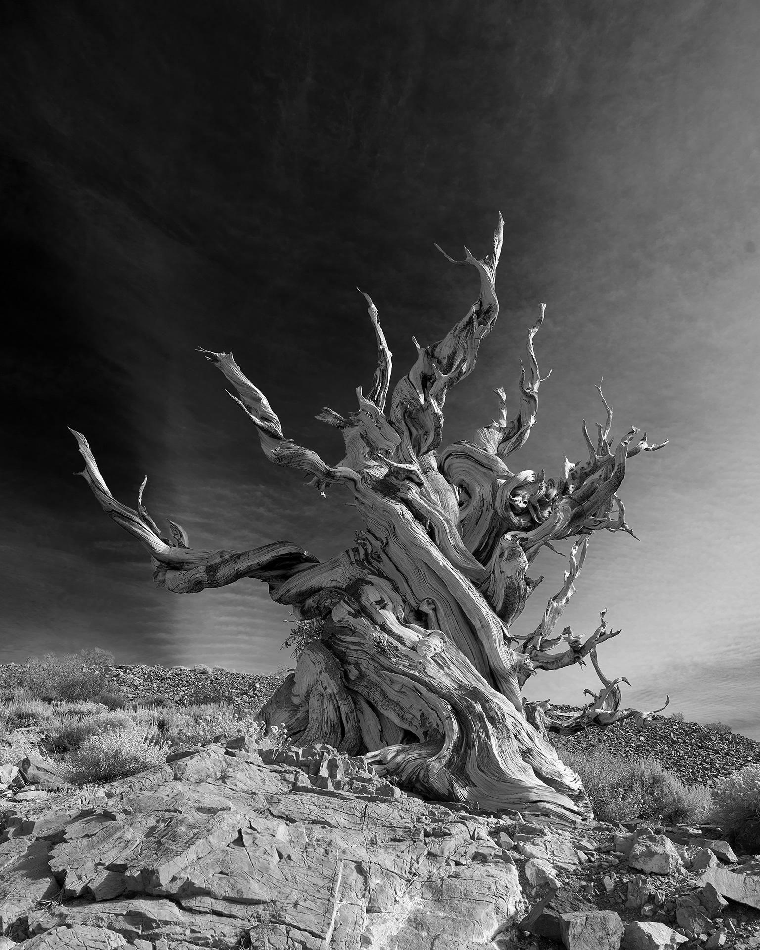 From a series of large scale black & white photographs capturing the ancient flora and dramatic arboretum of California's vast Sierra Nevada mountain landscapes, an homage to photography pioneer and nature preservationist Ansel Adams

60 x 48 inches