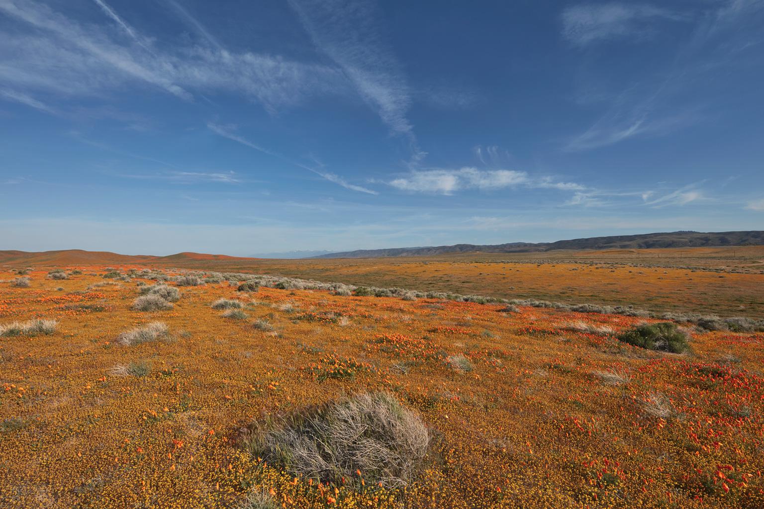 Landscape Print Frank Schott - Golden State I - étude d'un phénomène botanique du désert La super floraison californienne