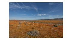 Golden State I ( 122 x 182 cm / Golden State I)