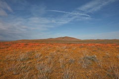 Golden State II -study of a desert botanical phenomenon California's super bloom