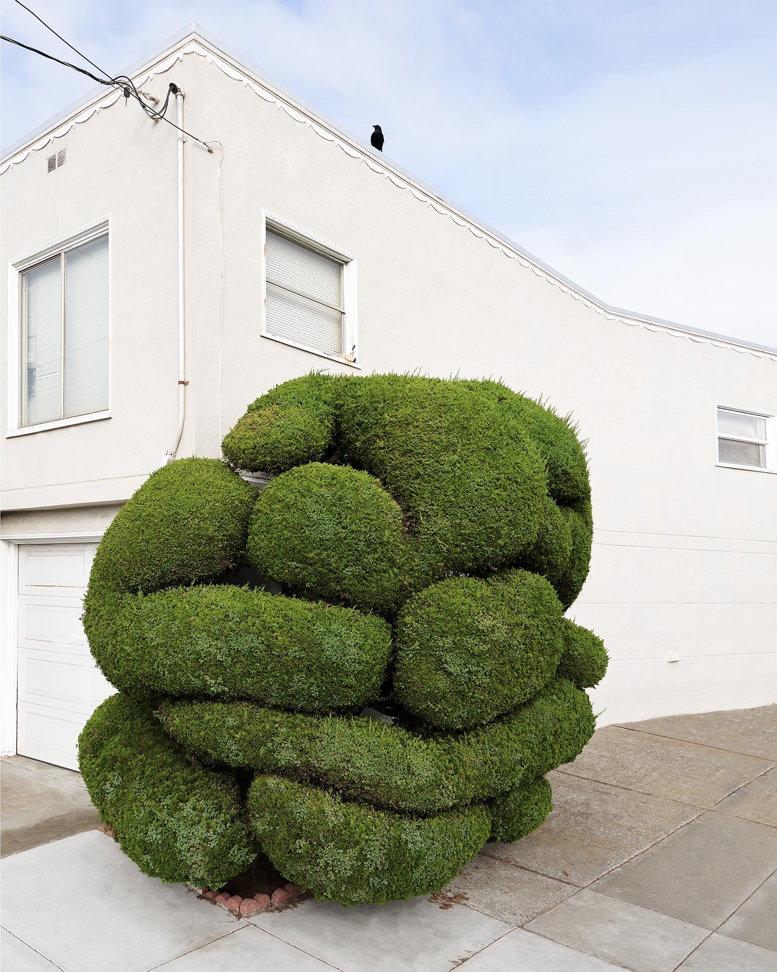 large topiary